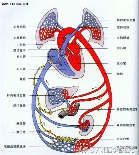 血液循環口訣